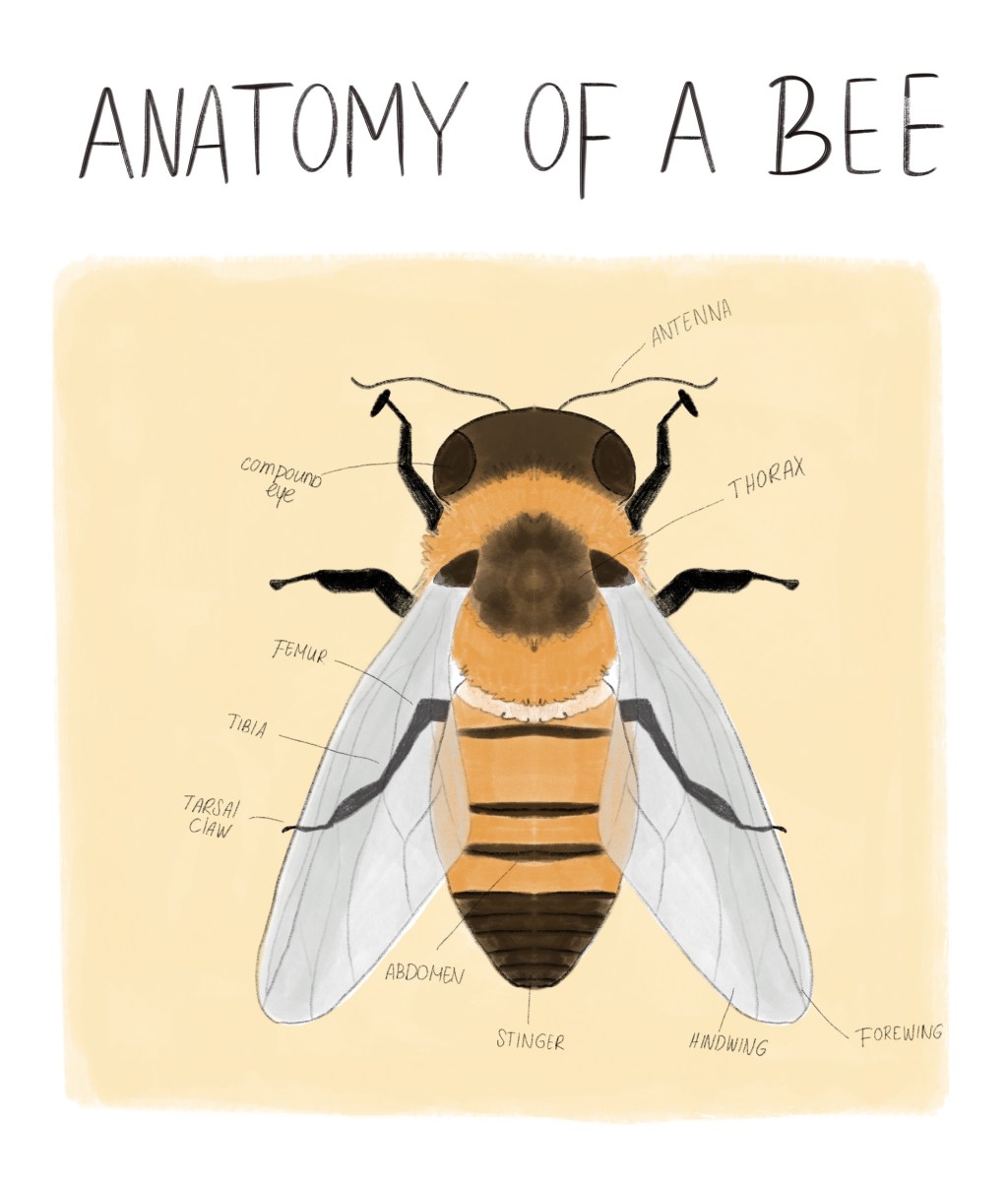 Exploring the Anatomy of Bees: Free&nbsp;Printable