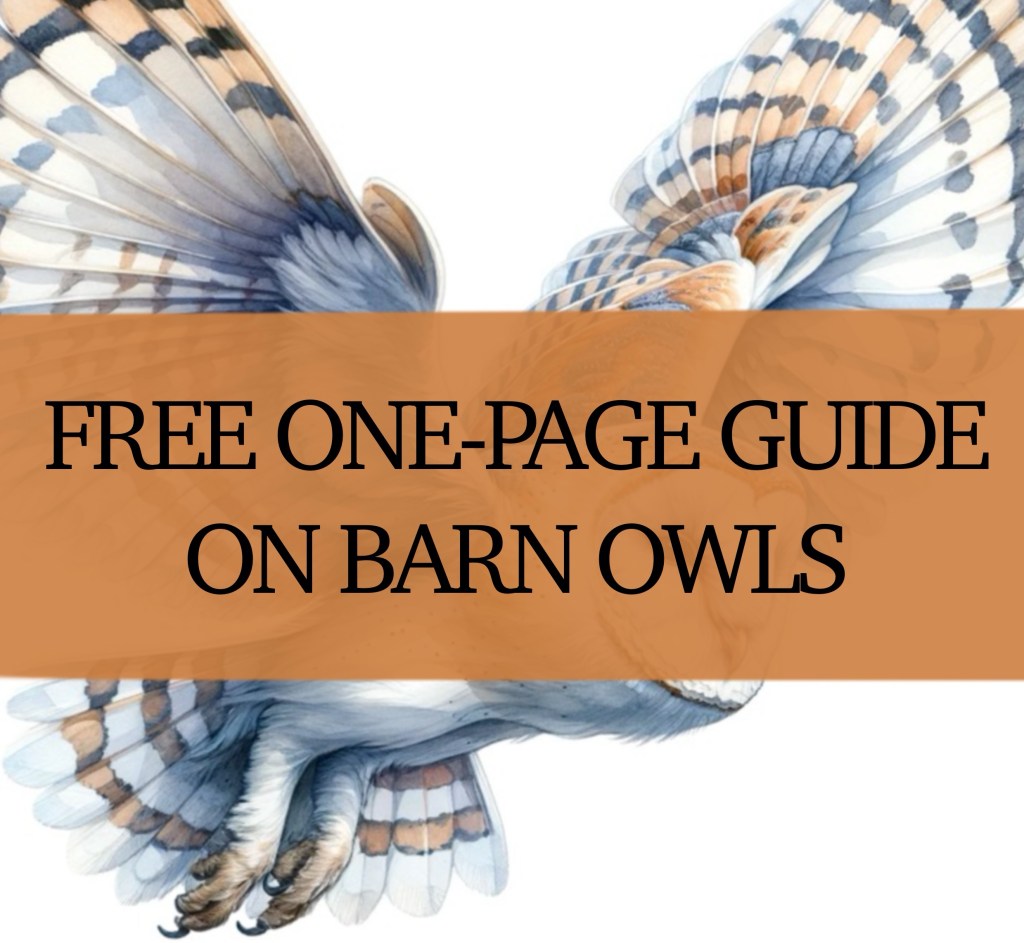 Free A4 Barn Owl Poster: Educational Resource for Homeschoolers and Curious&nbsp;Kids