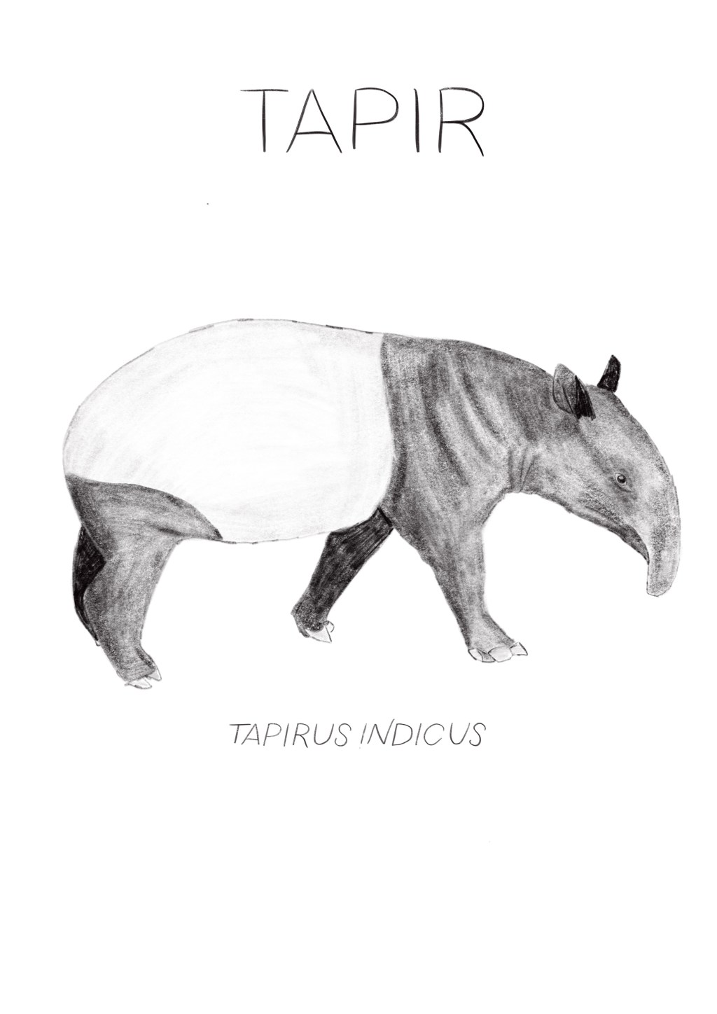 Free Tapir Homeschool Unit Study Poster